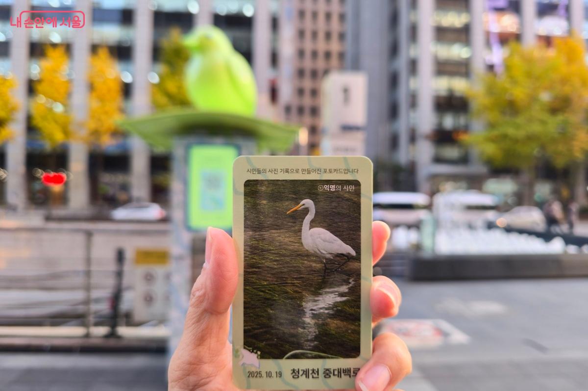 아이들이 뽑은 포토카드 중 하나인 청계천 중대백로 &copy;조성희