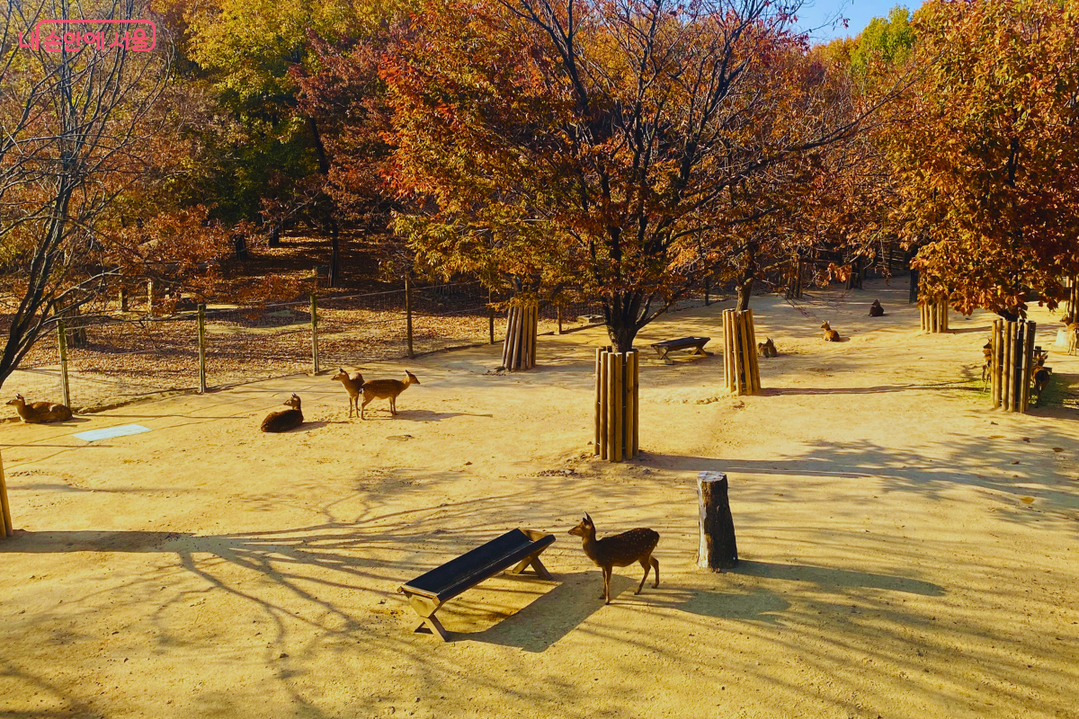 위에서 내려다본 사슴 방사장의 모습이다. 붉게 물든 단풍나무 아래 흙바닥 위에서 꽃사슴 여러 마리가 앉아서 쉬거나 서성이고 있다. 나무 기둥에는 보호대가 설치되어 있고, 사슴들을 위한 먹이통도 보인다. ©양정화 