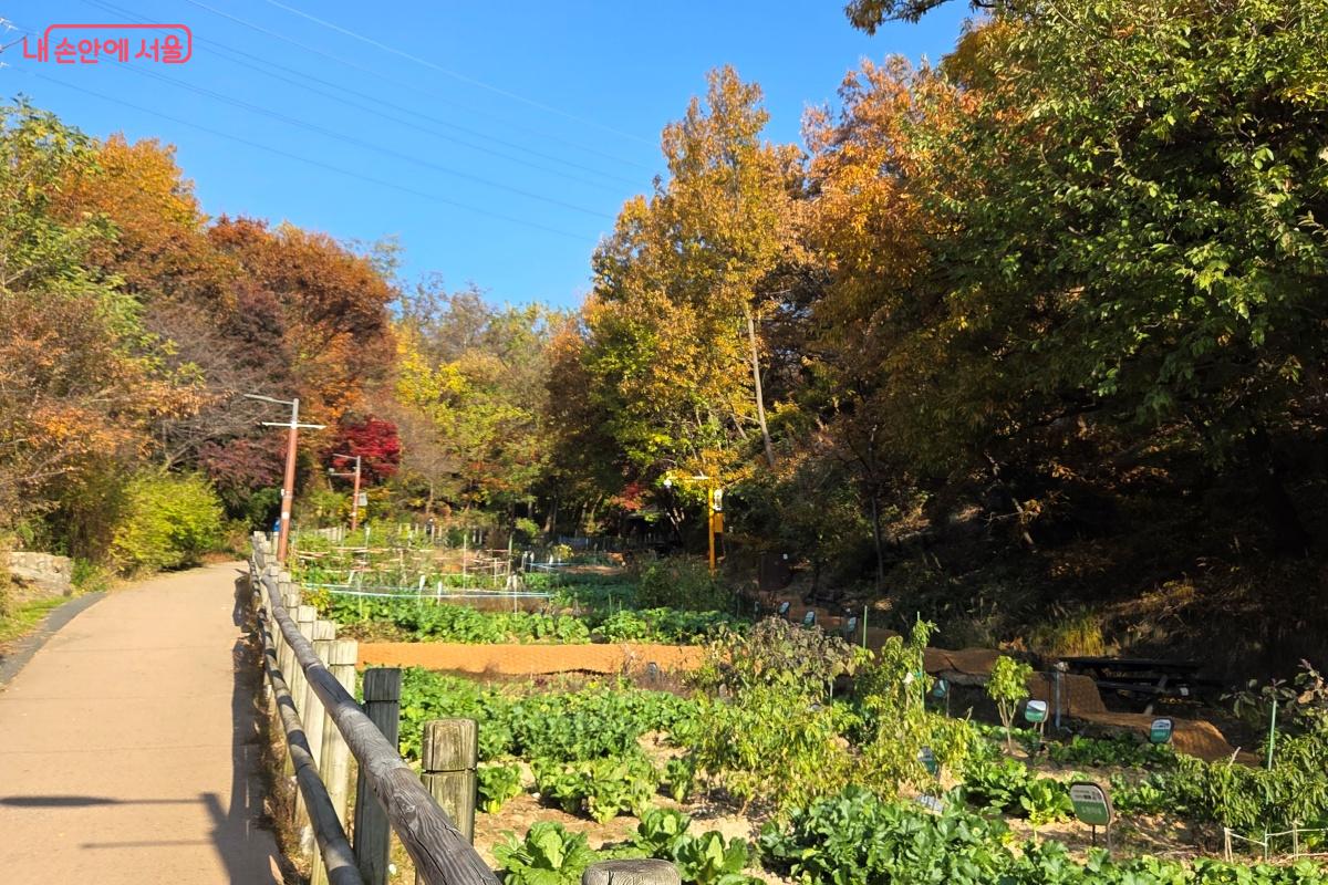 아차산 자투리 텃밭에는 초록의 채소가 자라고 있었다. &copy;김미선