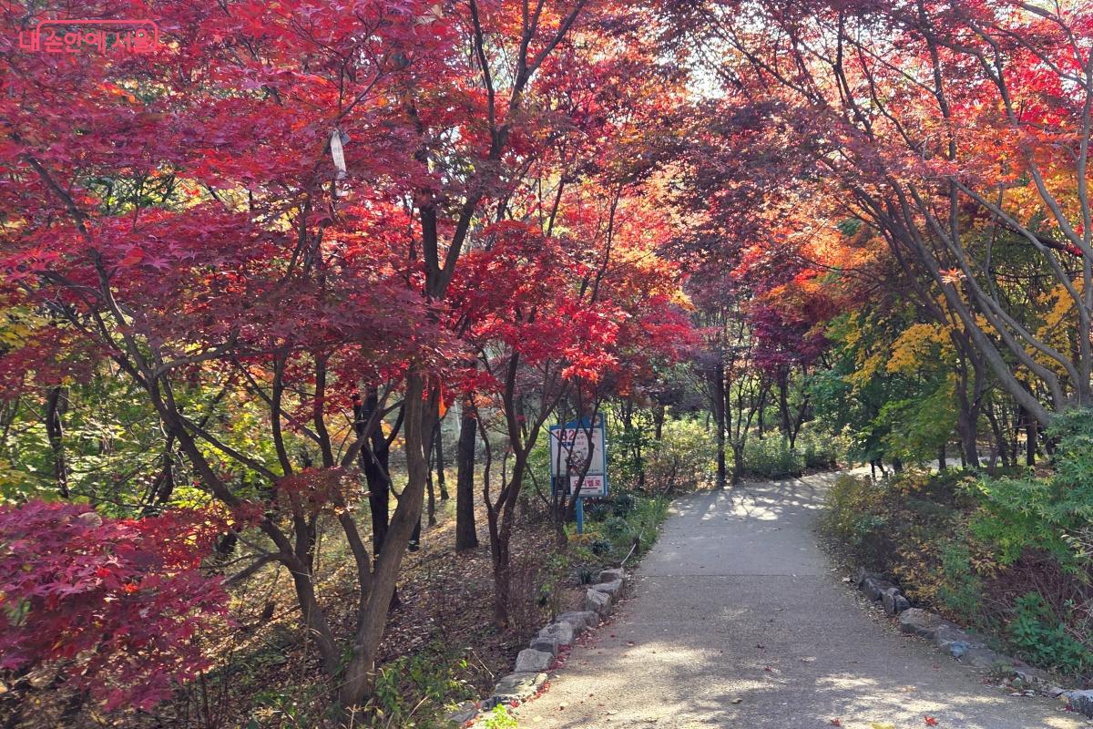 어느새 가을빛으로 곱게 물든 산책길 &copy;김미선