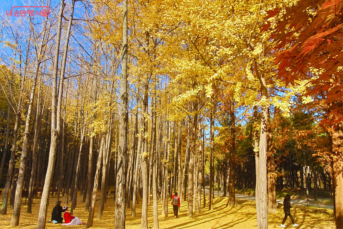 청명한 파란 하늘 아래 노랗게 물든 은행나무들이 수직으로 빽빽하게 서 있다. 오른쪽 앞쪽에는 붉게 물든 단풍나무 잎이 프레임에 걸쳐져 색채 대비를 이룬다. 숲 그늘 아래 돗자리를 펴고 앉아 휴식을 취하거나 웨딩 스냅 사진을 찍는 시민들의 모습이 평화롭다. ©양정화