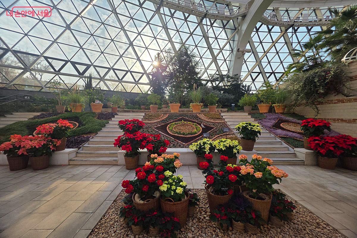 국내에서 개발, 재배된 9종의 포인세티아 ©이정민