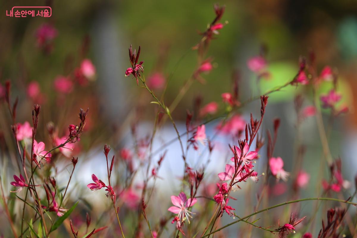 시상식이 끝날 때까지 남아 즐겼던 꽃처럼 환했던 가을날의 하루 ©박성환
