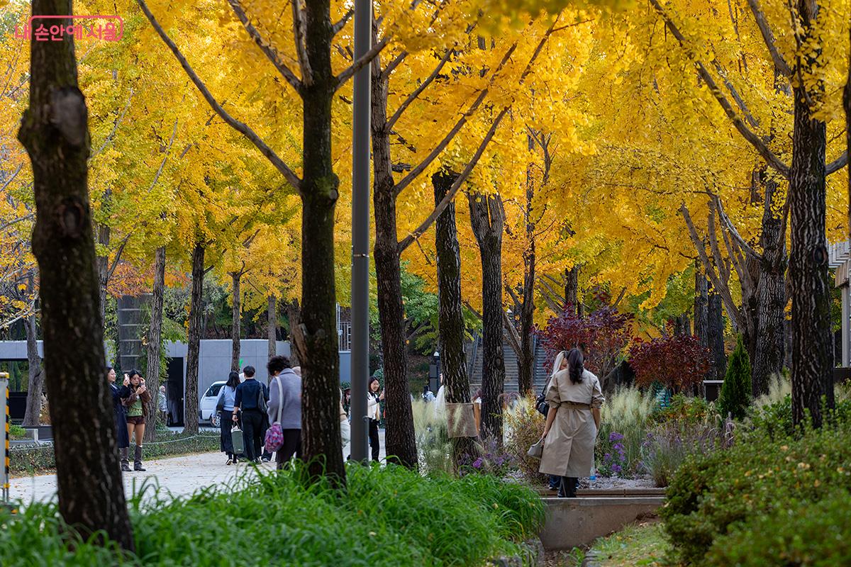 서울숲 방문자센터 인근 노란 은행나무길에서 시민들이 가을빛으로 물든 산책로를 따라 여유로운 걸음을 옮기고 있다. ©문청야