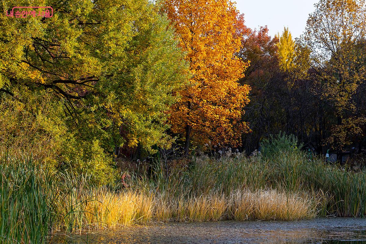 마치 인상파 화가의 붓끝에서 태어난 풍경처럼, 서울숲 중앙호수는 자연의 색채와 빛의 흔들림을 고요하게 담아낸다. ©문청야