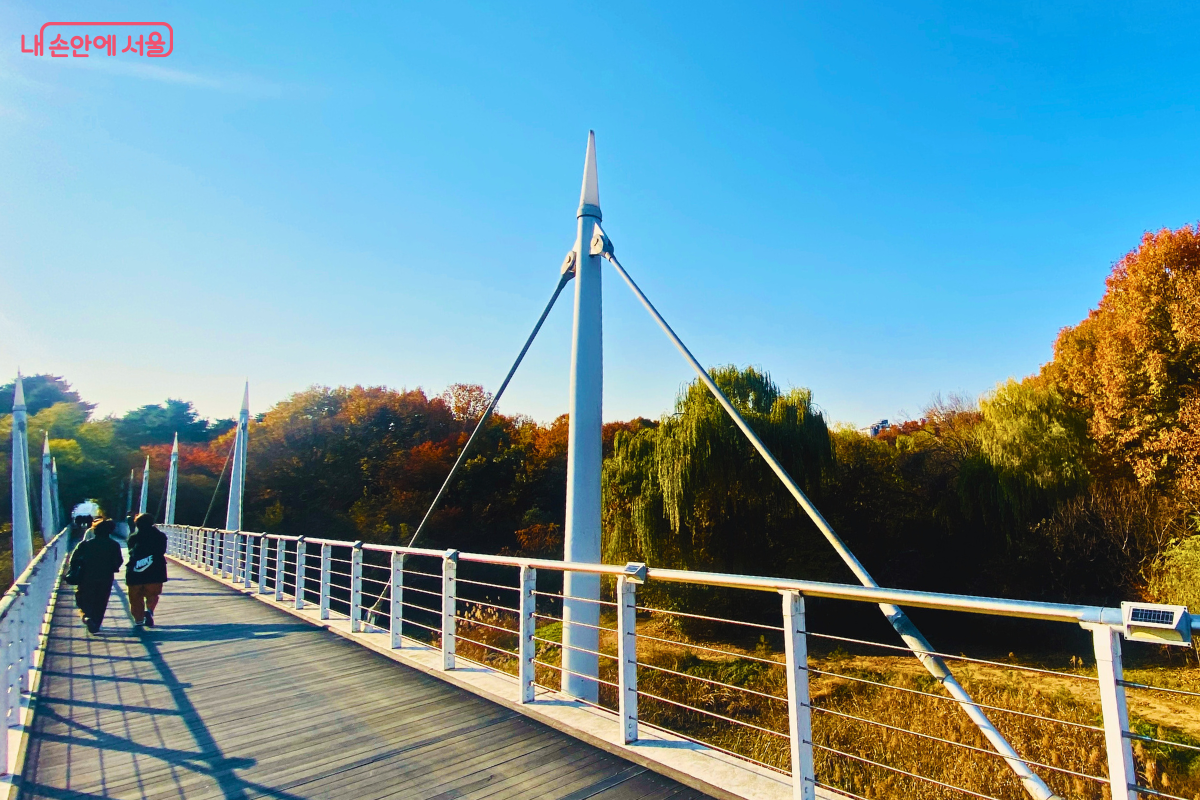 파란 하늘 아래 흰색 기둥과 케이블로 지지되는 보행교가 쭉 뻗어 있다. 다리 위를 시민들이 걸어가고 있으며, 다리 너머로는 울긋불긋하게 물든 숲과 억새가 보인다. 오른쪽에는 갈색으로 변한 큰 나무가 가을의 정취를 더한다.  ©양정화