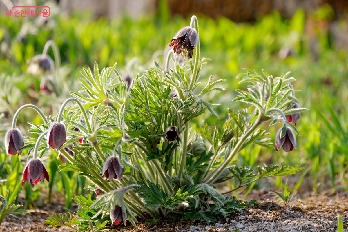 왕비 거처 뒤편 아미산에 피어난 할미꽃 ©박성환 