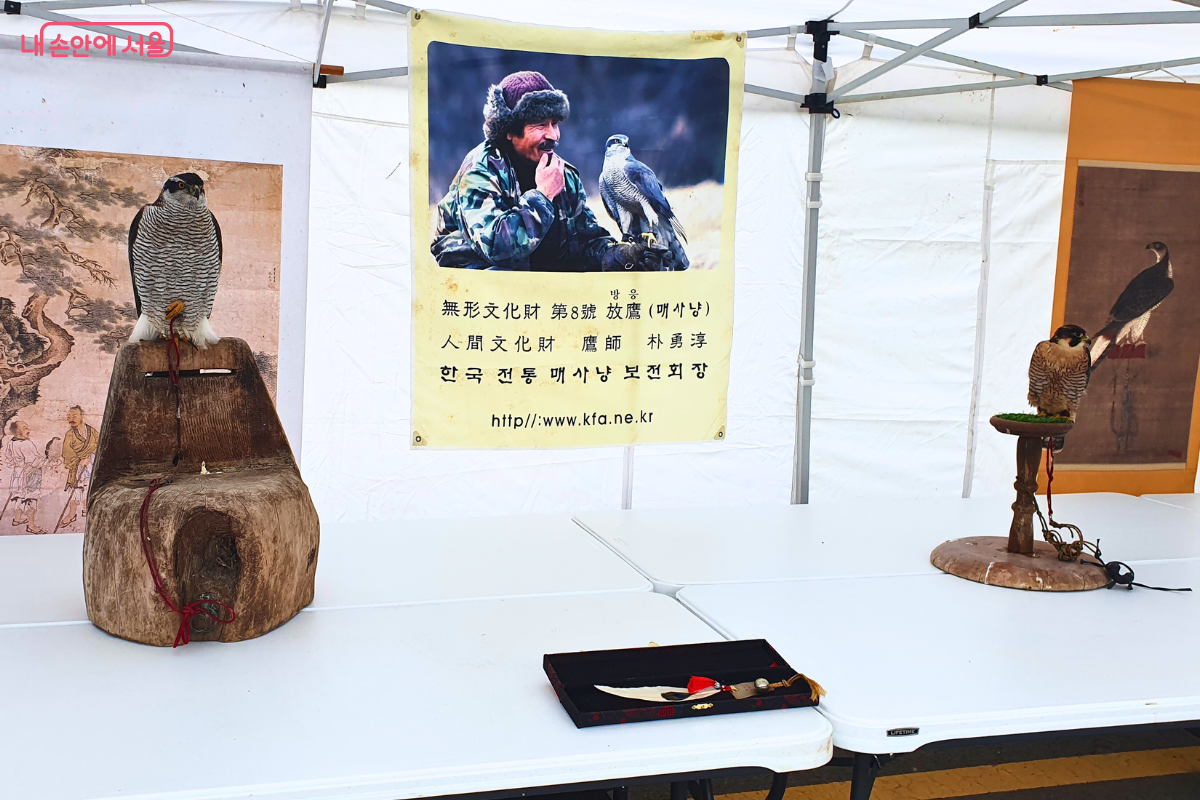 훈련이 잘되어 있어 분주한 축제 현장에서도 침착하게 휴식 중인 참매와 송골매 ©양정화