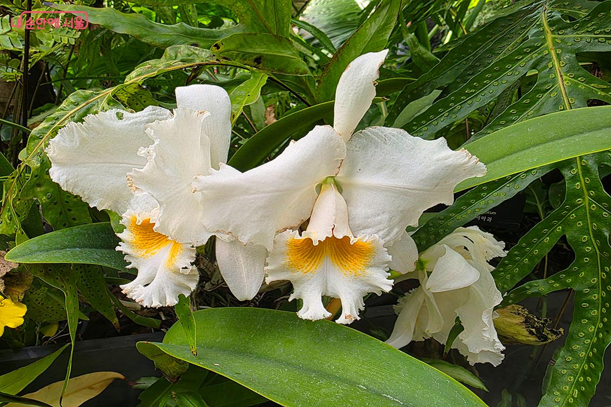 ‘난초의 여왕’이라 불리는 카틀레야 ©이정민