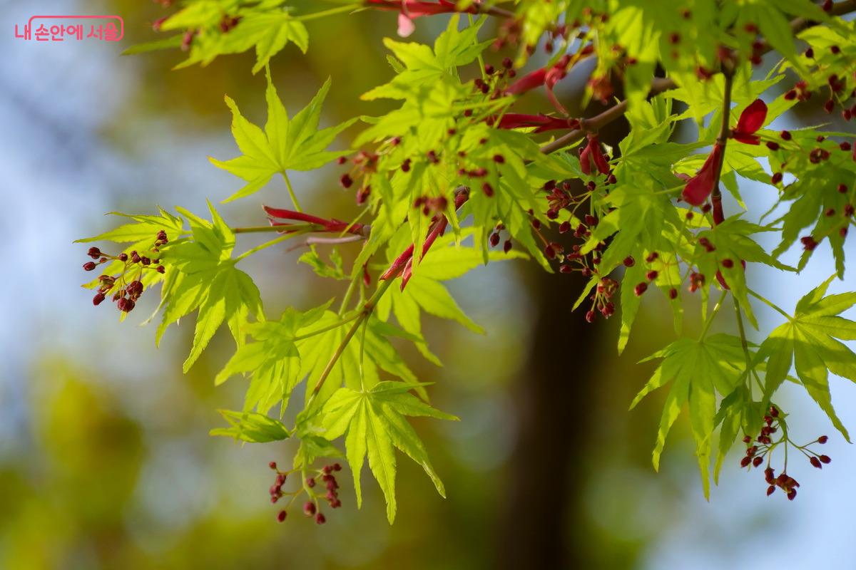 새순이 돋고 꽃을 피우기 시작하는 단풍나무 ©박성환