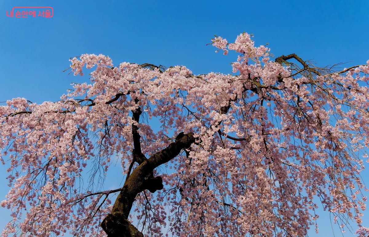 흔히 능수벚나무, 수양벚나무라고도 부르는 처진개벚나무 ©박성환