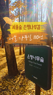 이번 주말이 엔딩! 더 늦기 전 서울숲 '황금 카펫 길' 걸어요