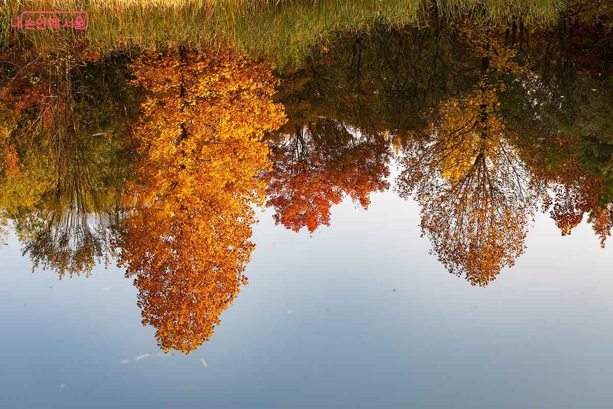 서울숲의 중앙호수는 가을이면 붉고 노란 단풍으로 물들어, 호수 표면에 또 하나의 숲을 그려낸다. ©문청야