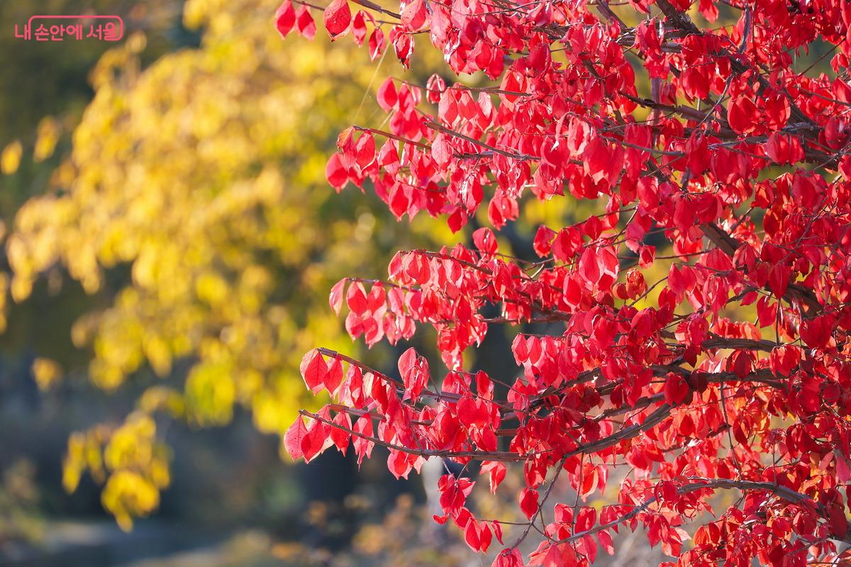 자연은 다툼 없이 서로가 서로에게 최고의 배경이 되어준다. ©박성환 