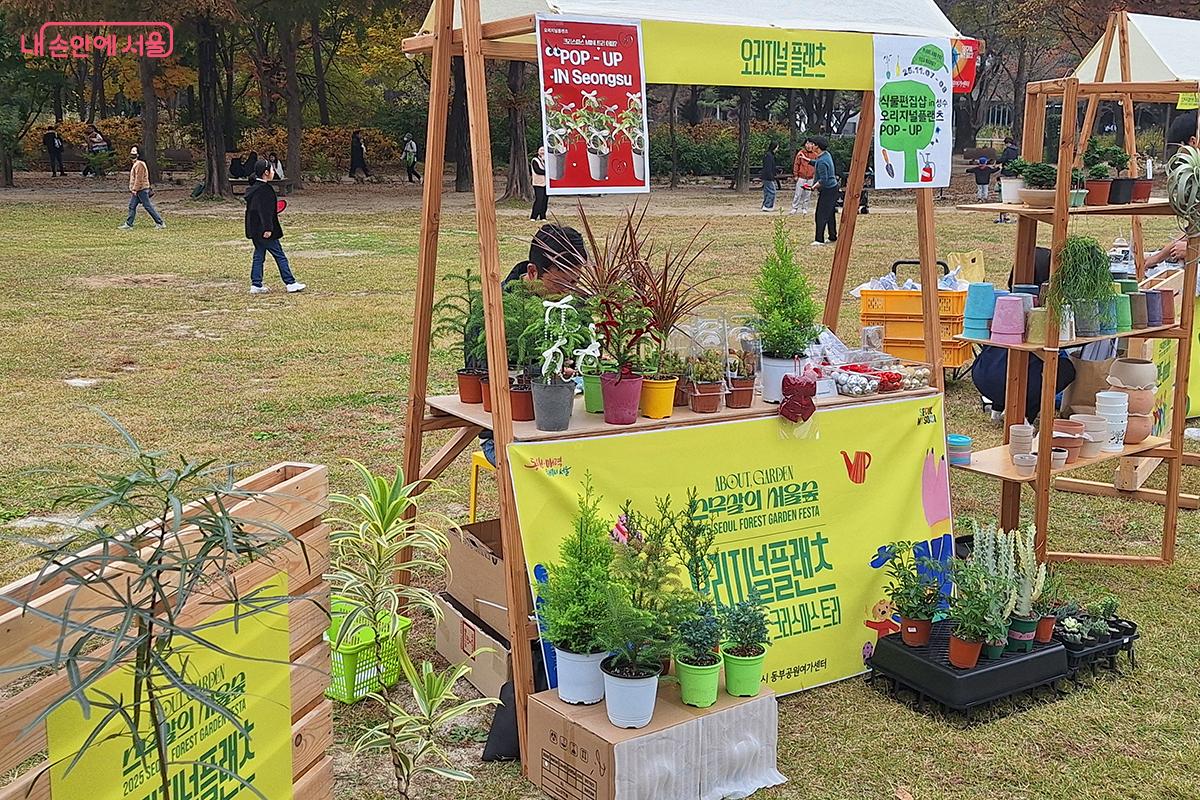 ‘오리지널 플랜츠’에서는 크리스마스 트리도 구매할 수 있다. ©이혜숙