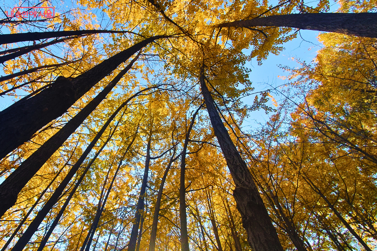 카메라가 하늘을 향해 있어 은행나무 기둥들이 화면 중앙으로 모이는 듯한 웅장한 구도를 보인다. 가지마다 노란 은행잎이 풍성하게 달려 하늘을 가리고 있고, 그 사이로 파란 가을 하늘이 조각처럼 보인다. ©양정화