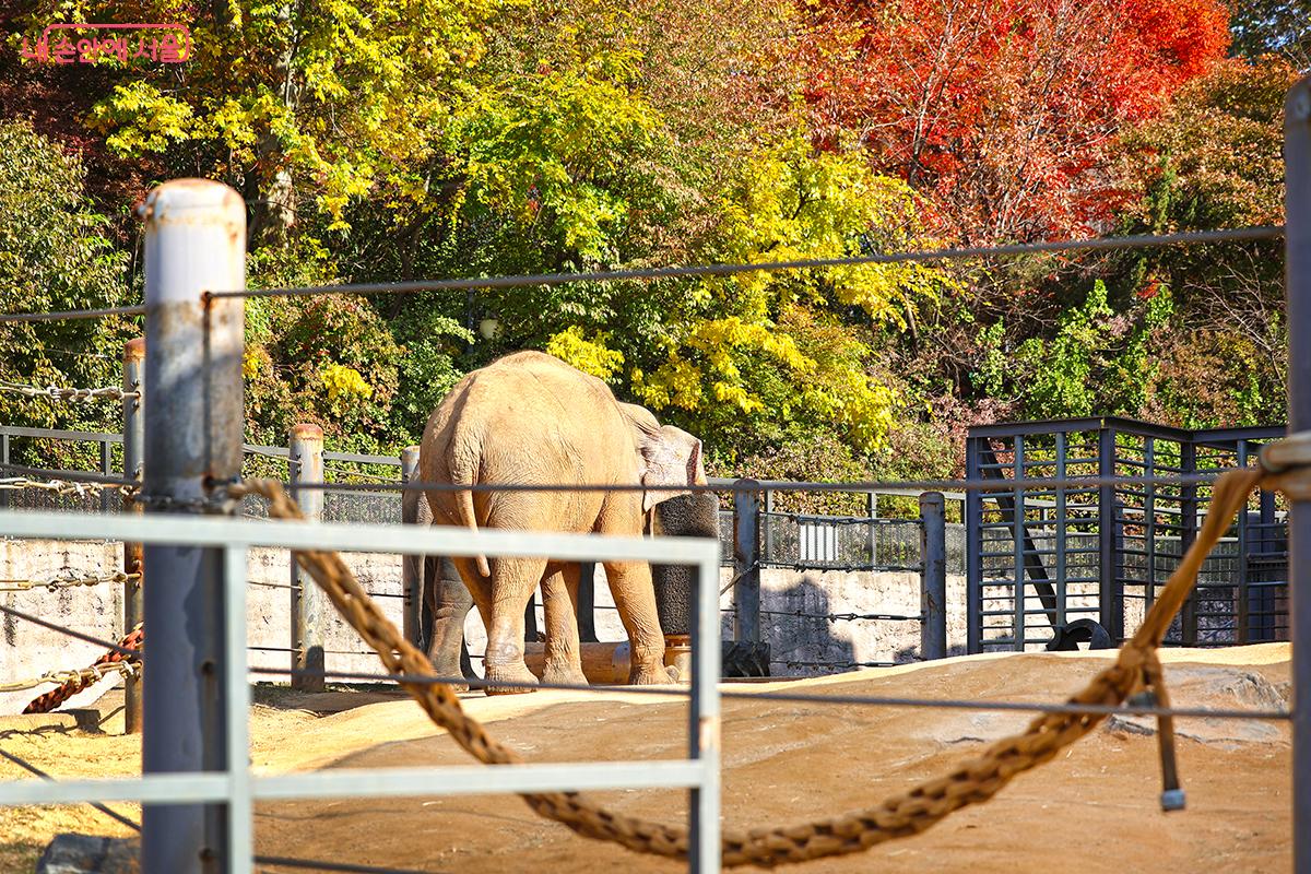 활발한 먹이 활동 중인 아들 코끼리 코리의 모습 ©김주연
