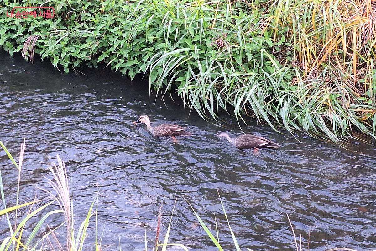 청둥오리들의 모습이 장지천의 생태계가 얼마나 활성화되어 있는지 보여준다. ©이혜숙