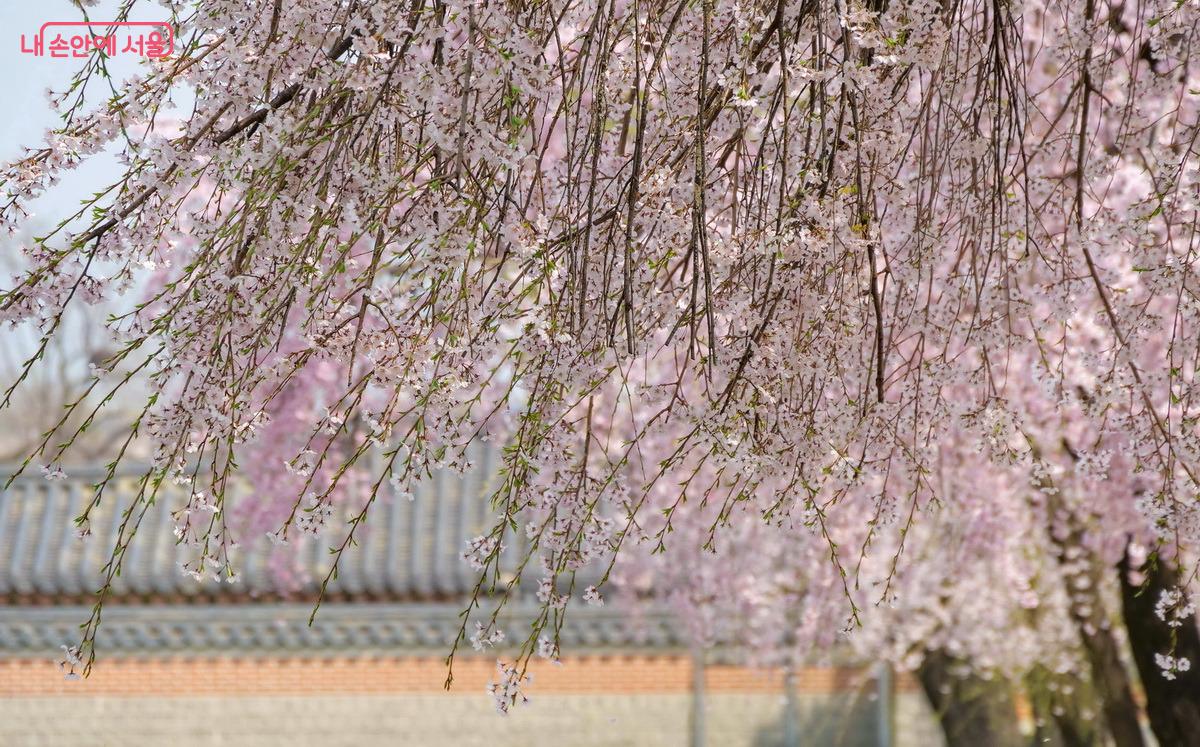 바람, 햇살에 별처럼 반짝이는 꽃잎 ©박성환