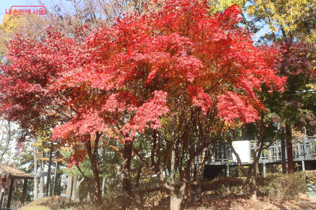 붉게 물든 단풍이 가을의 정취를 더한다. ©조송연