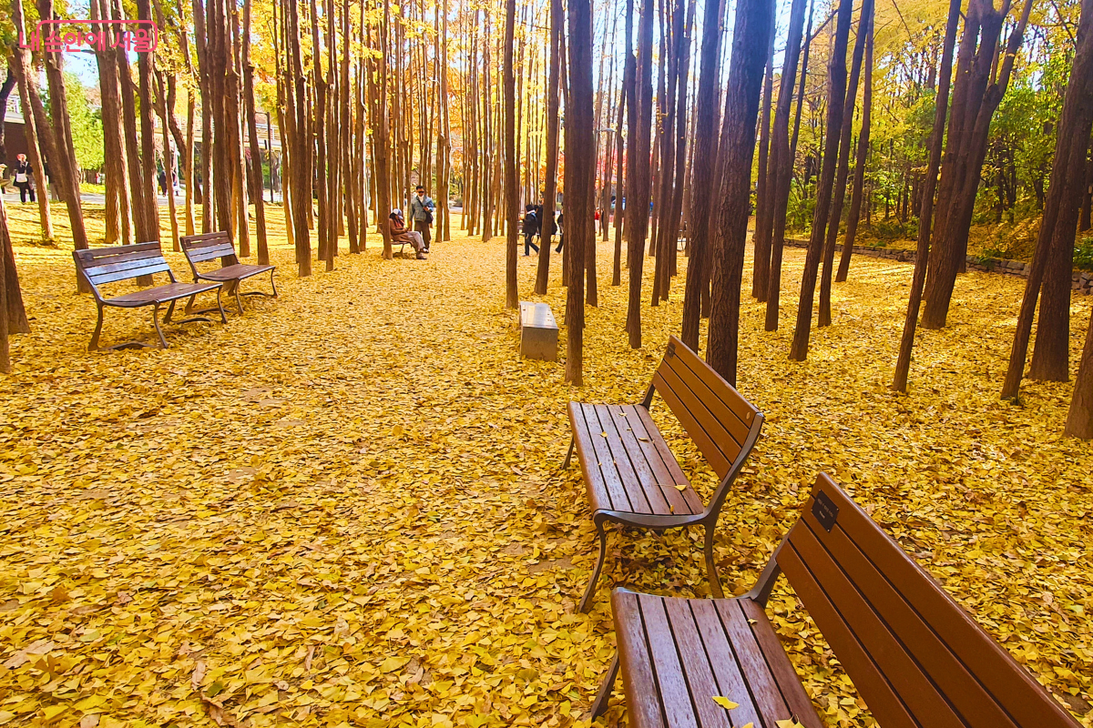 하늘 높이 곧게 뻗은 수많은 은행나무 기둥 사이로 나무 벤치들이 나란히 놓여 있다. 바닥에는 노란 은행잎이 빈틈없이 깔려 황금빛 융단을 이뤘고, 나무 그림자가 길게 드리워져 늦가을 오후의 고요하고 평화로운 분위기를 자아낸다. ©양정화