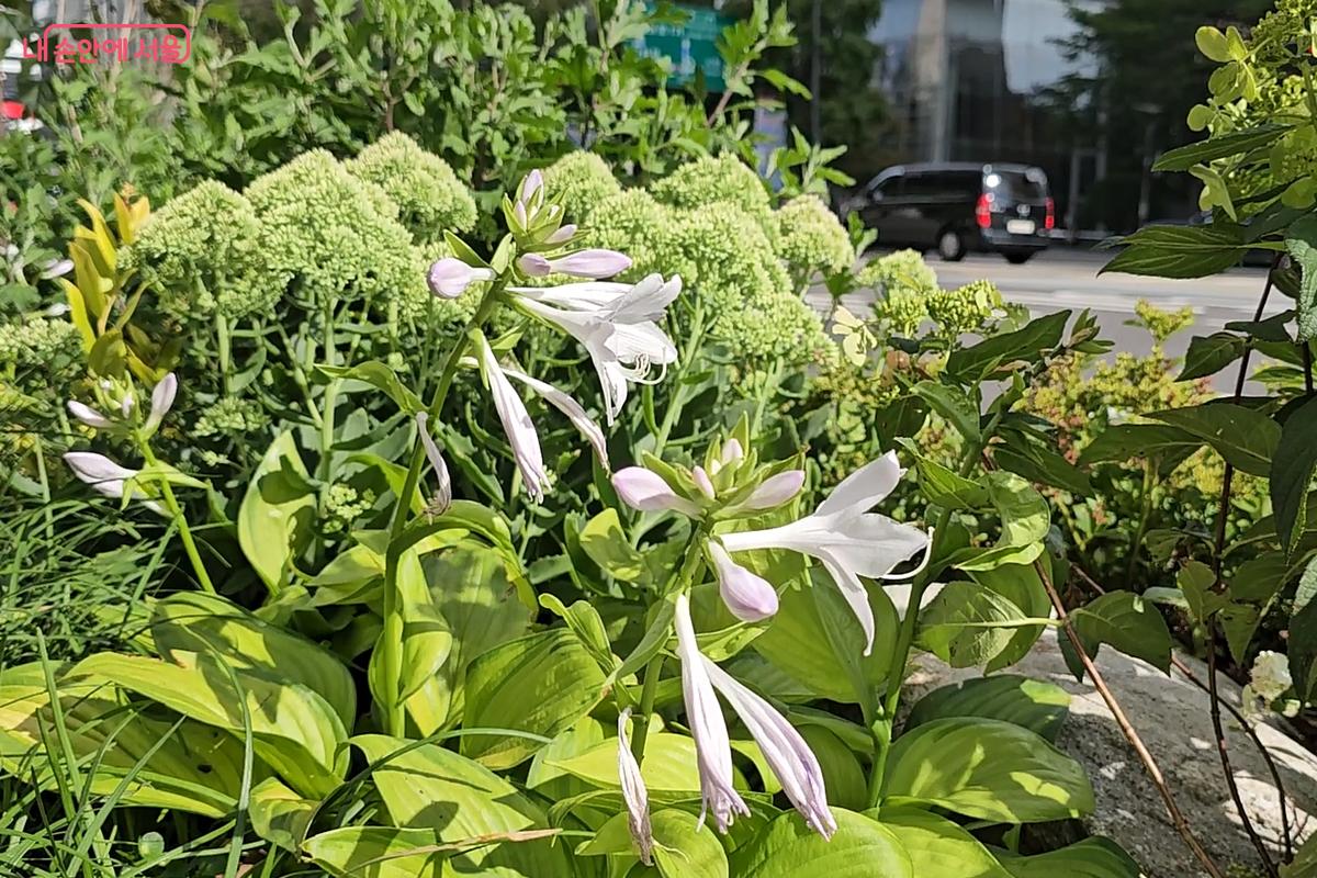 광화문광장 가로정원에 핀 옥잠화 ©오도연