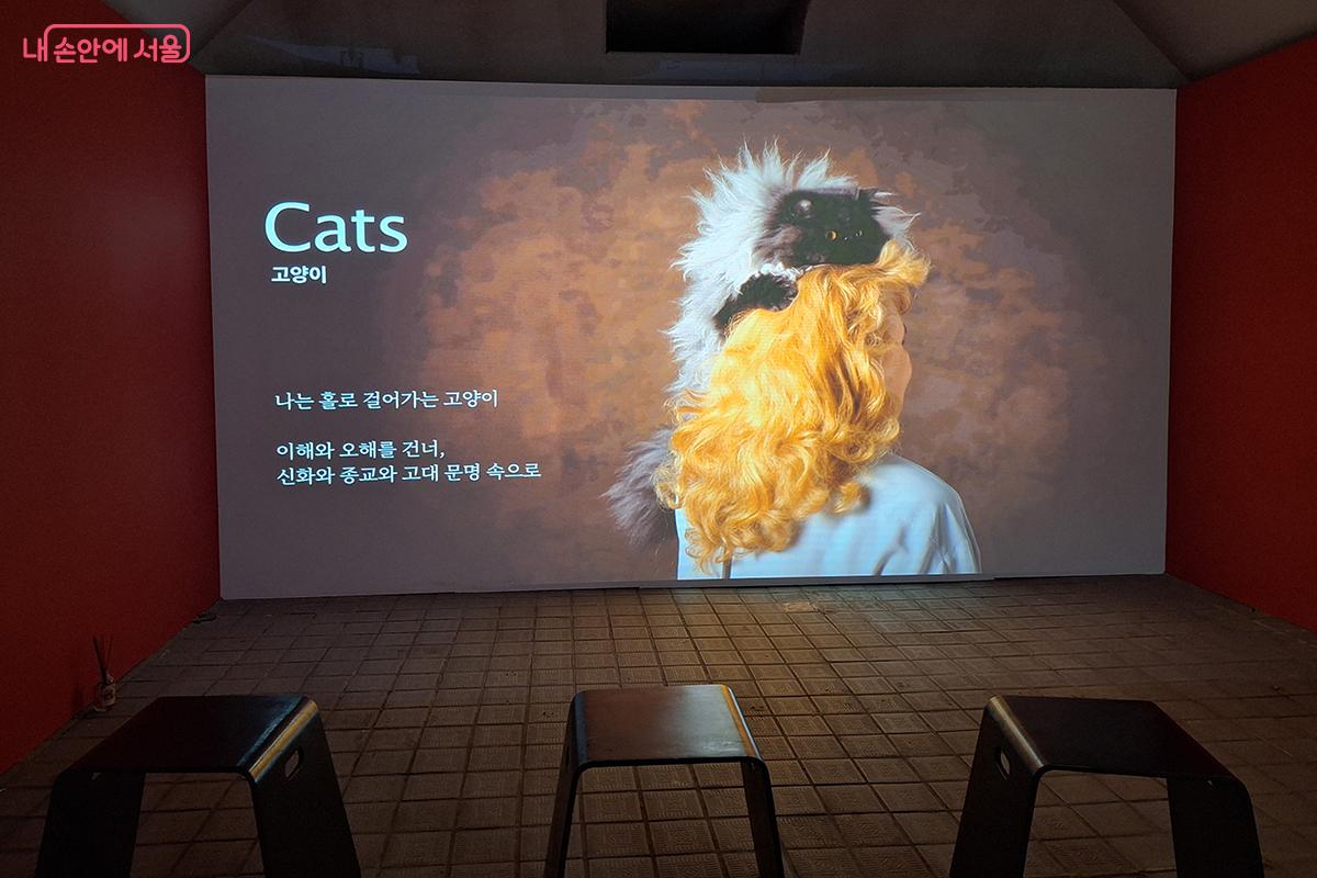 홀로 걷는 고양이는 오해와 이해를 넘어 신뢰와 종교, 고대 문명 속 신비로운 존재다. ©이혜숙