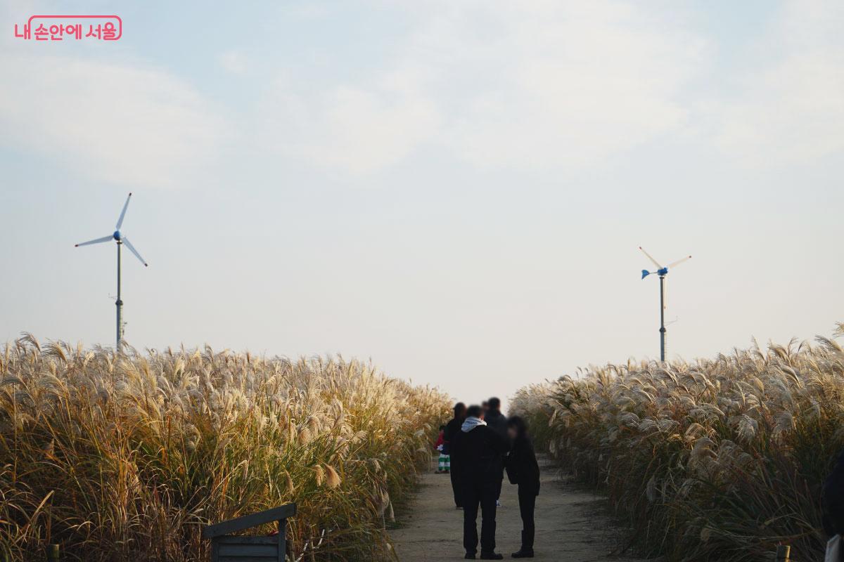 찾는 사람들이 많은 하늘공원 억새밭 &copy;홍혜수