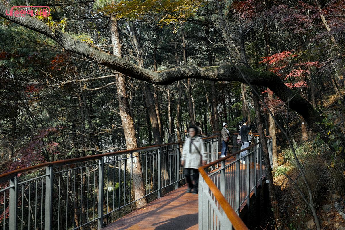 숲의 훼손을 최소화하면서 최적의 길을 내기 위해 얼마나 많은 시행착오와 고민이 있었을까? ©김아름
