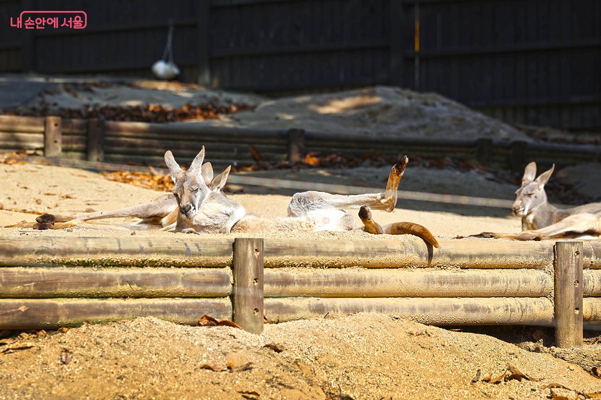 관람객들에게 웃음을 자아내는 캥거루의 낮잠자는 모습 ©김주연