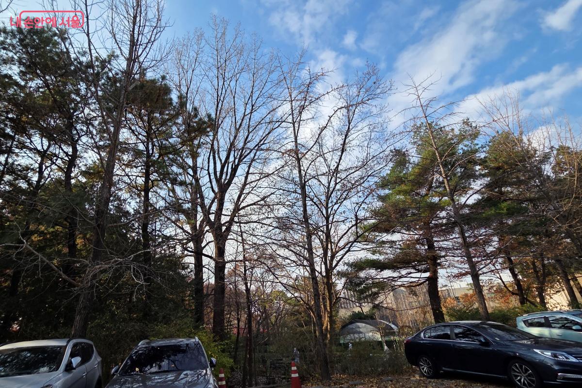 국내에서 가장 키가 큰 ‘노블포플러’ 나무를 확인했다. ⓒ김미선