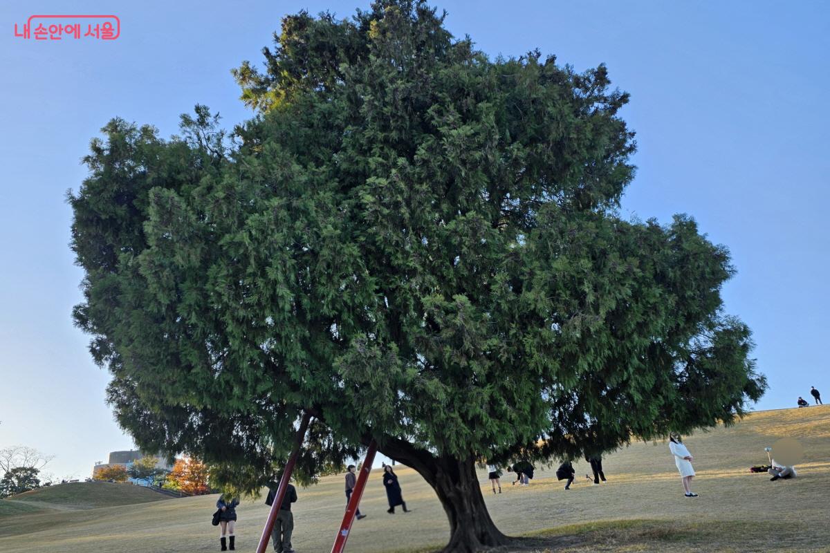 이곳에서 가장 유명한 나무는 바로 혼자 서 있는 ‘나홀로 나무’이다. ©염지연