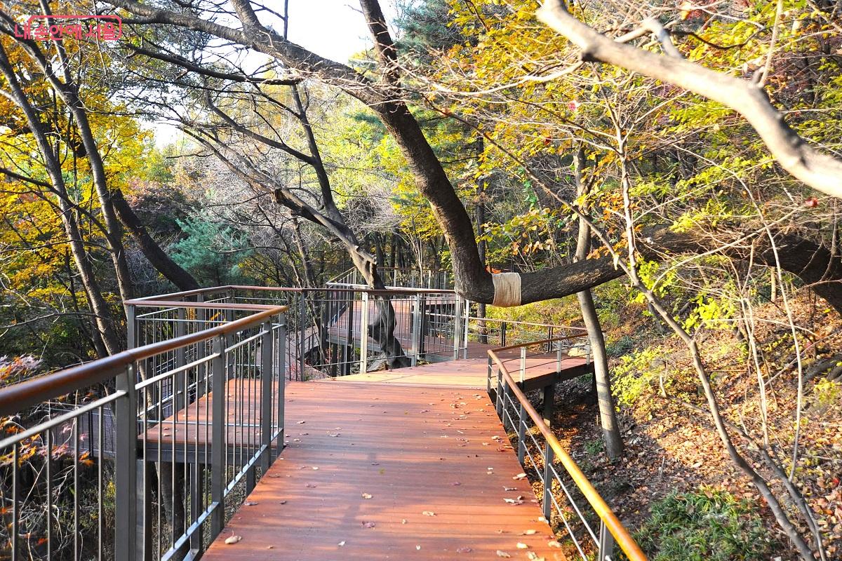 굽은 나무를 손상하지 않고 옆으로 공간을 두어 통행로를 확보했다. ⓒ조수봉