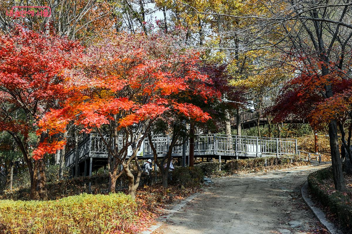 진입 데크 앞에서 ‘아토피치유의 숲’ 방향으로 들어서면 된다. ©김아름