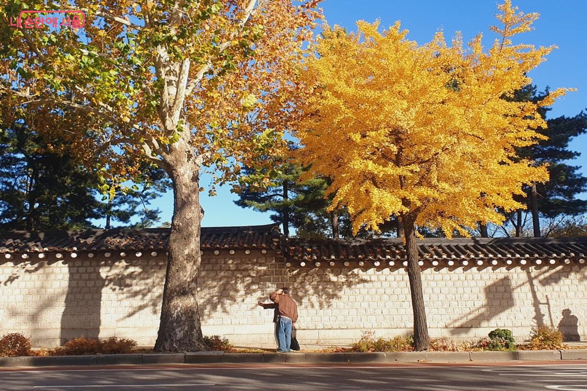 경복궁 서측 담장, 곱게 물든 버즘나무와 은행나무 ©김병규