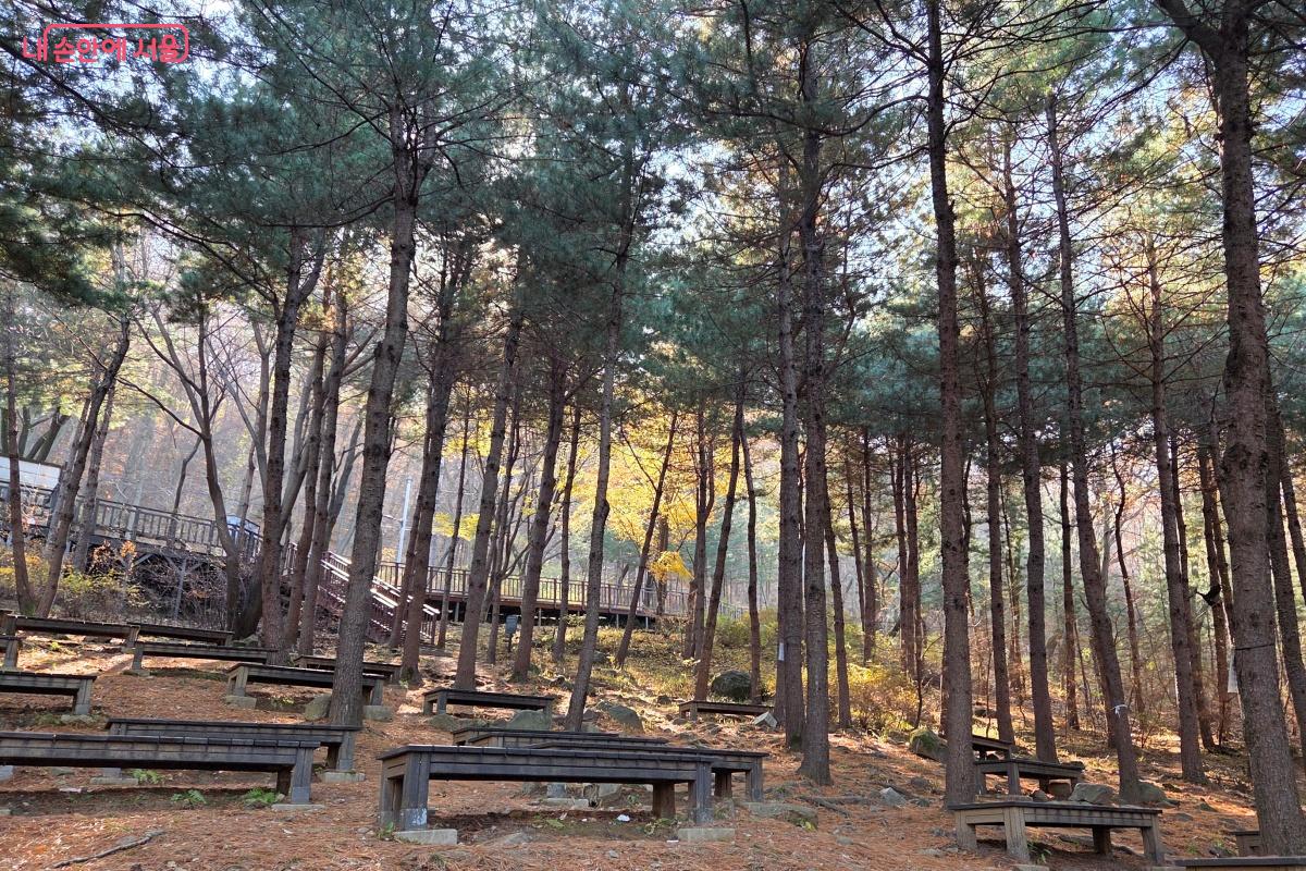 소나무가 가득한 숲에서 ‘용마산 치유의 숲길’ 프로그램을 운영한다. ©김미선