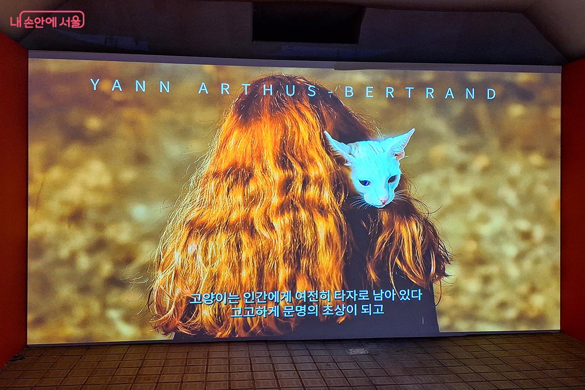 고양이는 인간에 여전히 타자로 남아 있다. 고고하게  문명의 초상이 되고 있다. ©이혜숙