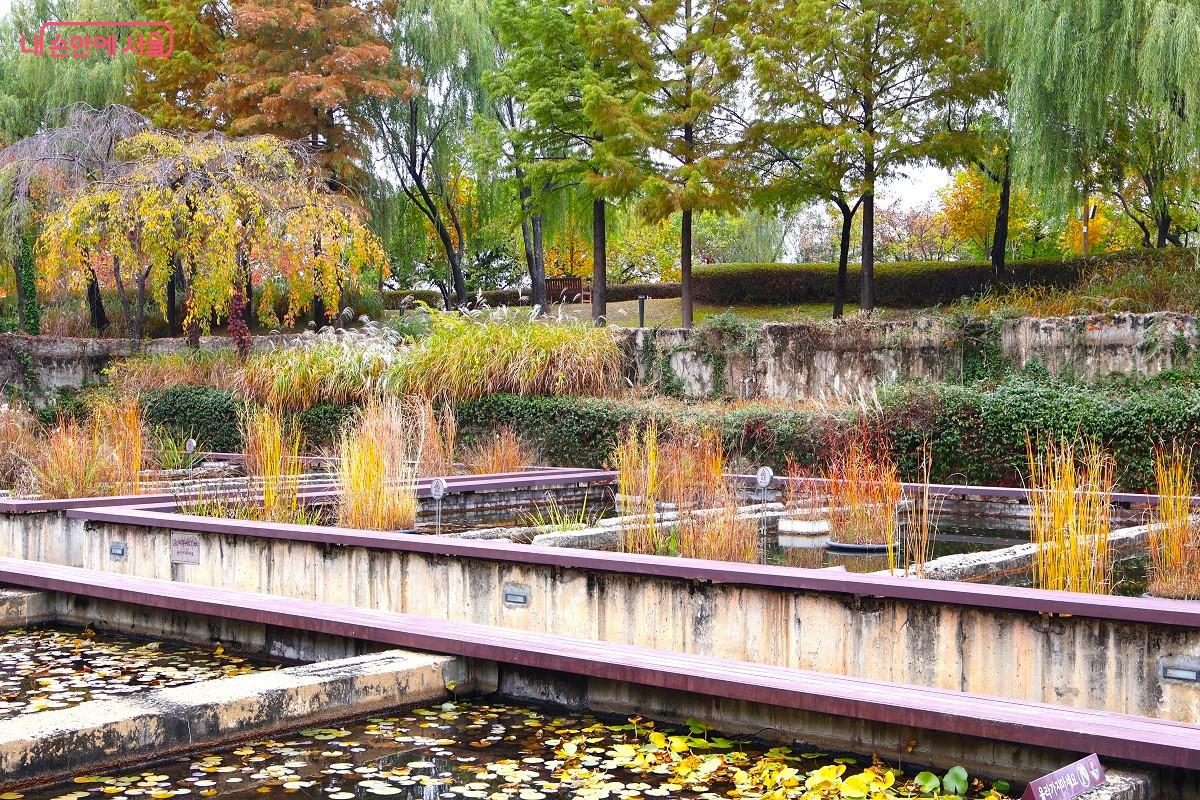 수생식물원에서 물을 정화하는 여러 수생식물의 생장과정을 관찰할 수 있다. &copy;이봉덕