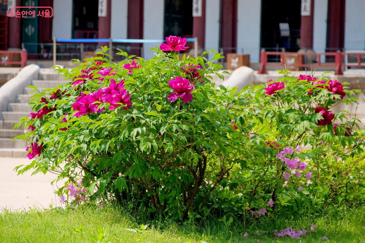 모란이 핀 5월의 집옥재 ©박성환 