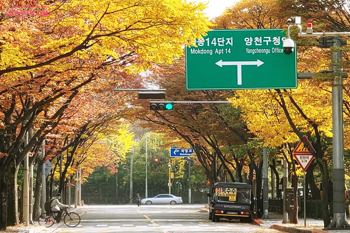 서울 단풍길 명소로 새롭게 선정된 양천구 '목동13단지 사잇길' ©엄윤주