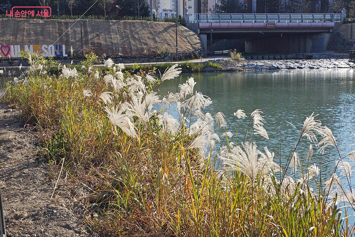 기존 산책로가 유수지를 감싸는 순환길로 완성되어 자연과 평화로움이 함께하는 쉼터가 되었다. ©정향선