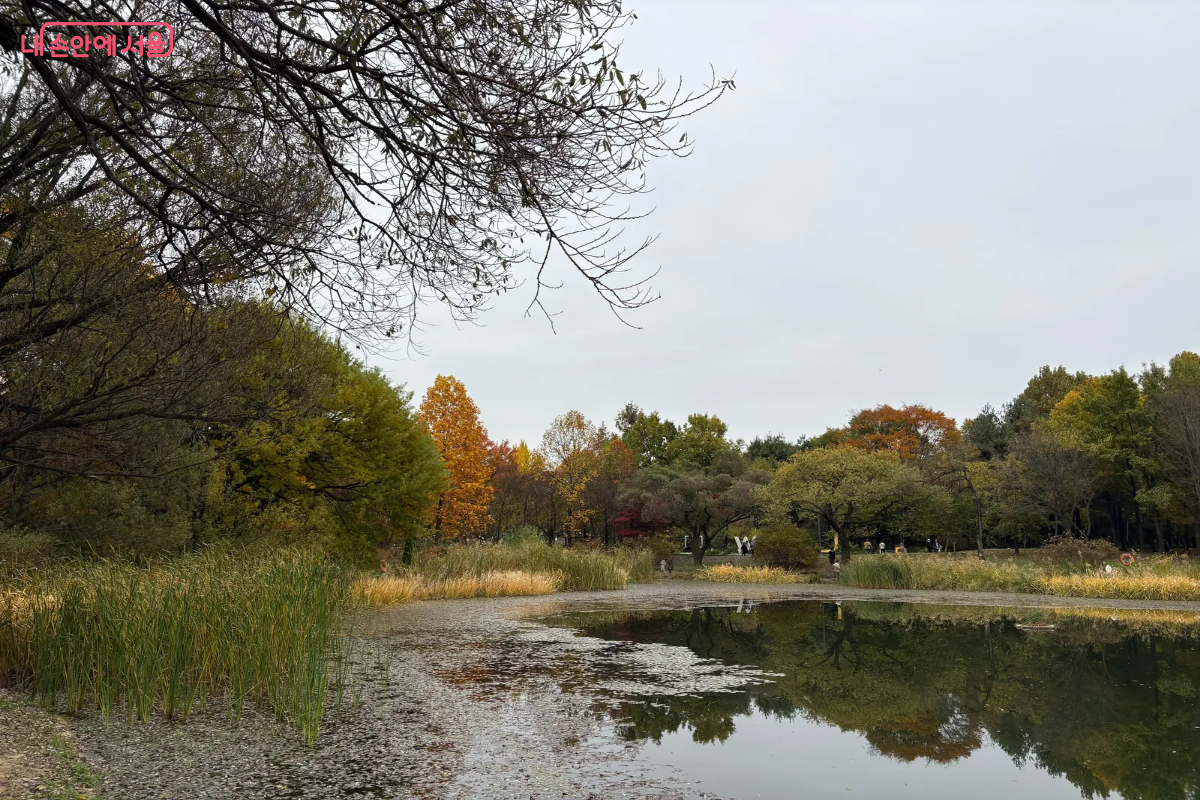 서울숲의 연못에 나무가 어우러진 모습이다. &copy;이혜린