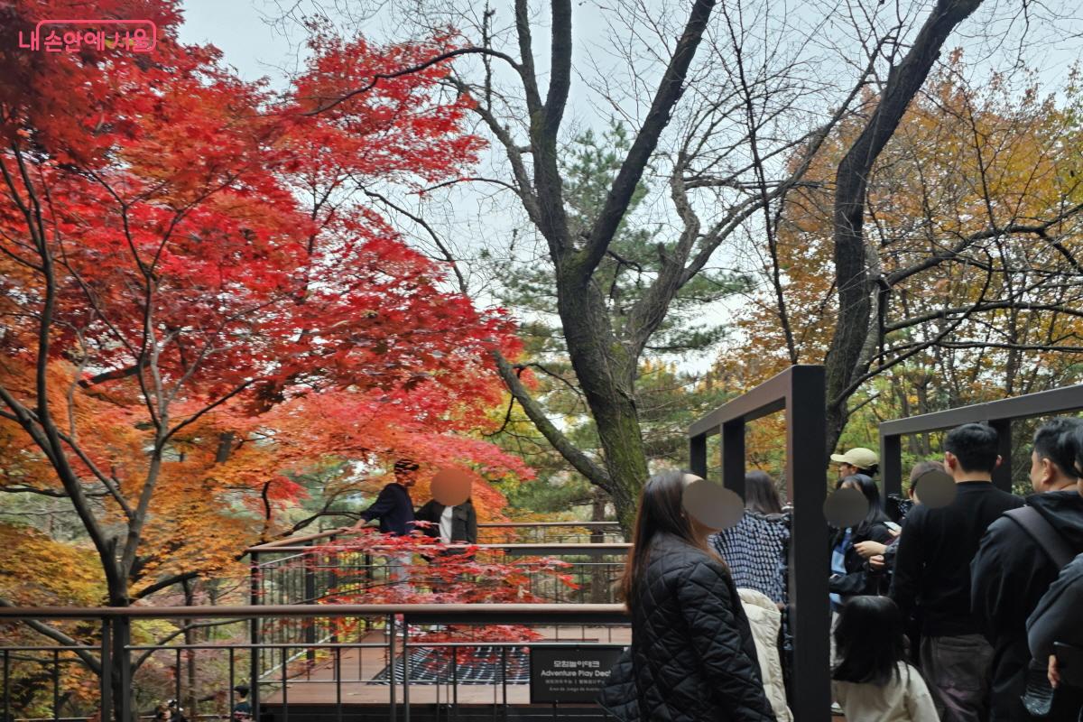 특히 절정으로 단풍이 붉게 물든 모험놀이데크 앞 나무에서는 모두가 줄을 서 기념사진을 남겼다. ⓒ염지연