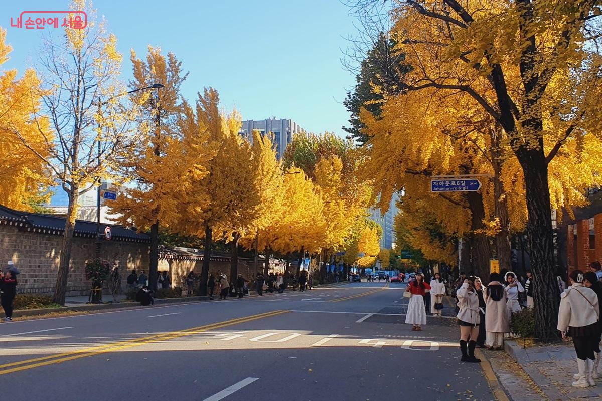 올해 '서울 단풍길 110선'에 선정된 종로구 효자로 ©김병규