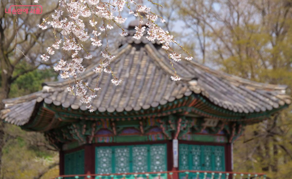 막 피어나고 있는 벚꽃이 배경이 되니 색다른 느낌으로 다가오는 향원정 ©박성환
