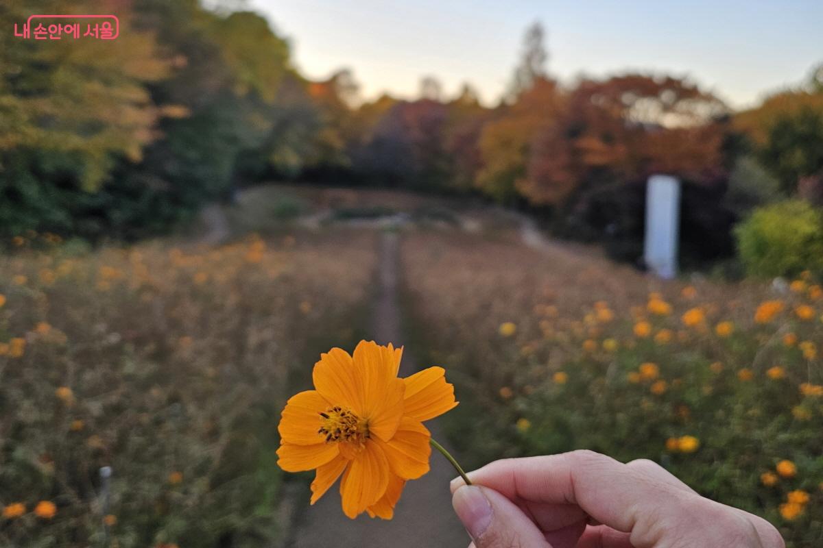 떨어진 황화코스모스를 주워 사진으로 남겨보았다. ©염지연