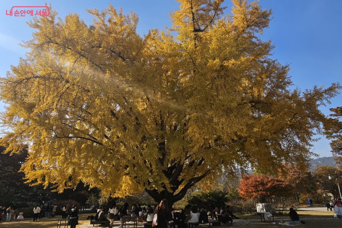 서울의 단풍 명소 중 하나인 국립고궁박물관의 은행나무 ©염지연