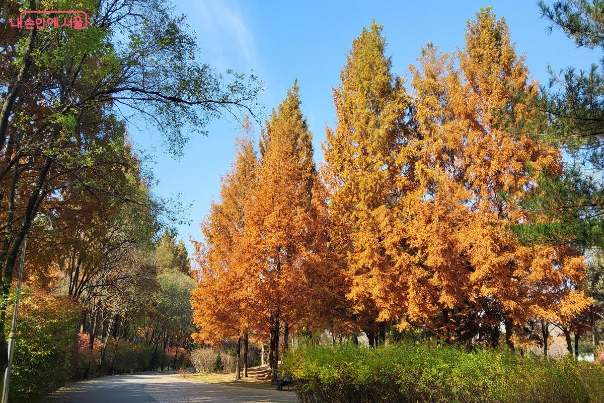 난지천공원의 단풍은 마치 외국에 온 듯한 아름다운 풍경을 선사한다. &copy;권수진