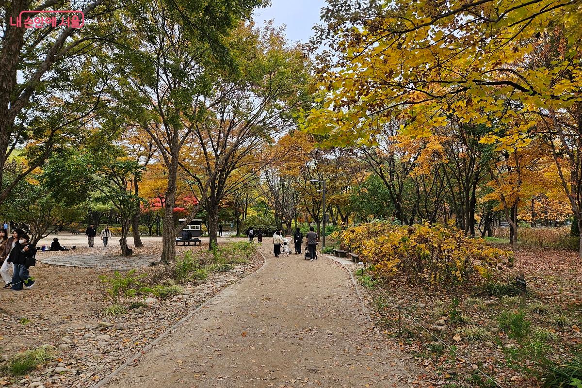  2025년 '서울 단풍길 110선'에 선정된 서울숲 &copy;김진호