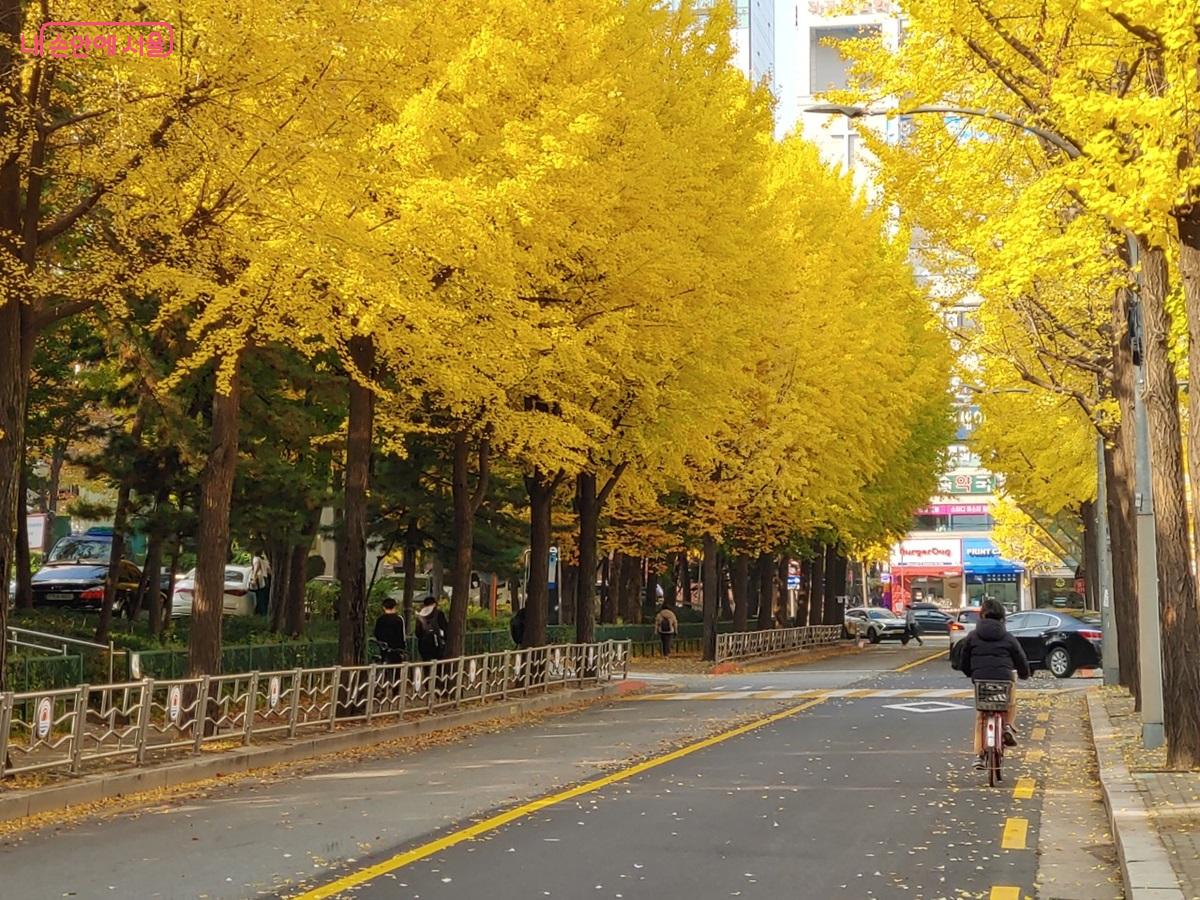 목동 13단지 주변은 아파트 사이 사이로 은행나무 등 단풍 명소가 펼쳐진 곳이다. ©엄윤주